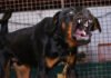 If you have such a big house, only then you will be able to keep Pitbull-Rottweiler and… New bylaws implemented in Dehradun