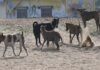 100 stray dogs poisoned and killed in Rangareddy