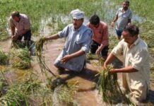 Big change in the weather of Kashmir…Farmers worried