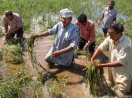 Big change in the weather of Kashmir…Farmers worried