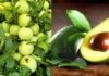 Which fruit is more beneficial for health?