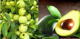 Which fruit is more beneficial for health?