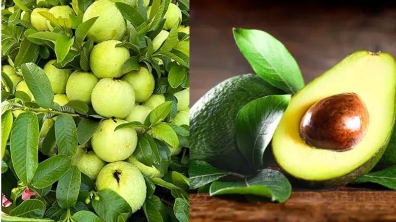 Guava-and-Avocado.jpg