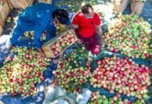 Trade deal threatens livelihood of domestic apple farmers