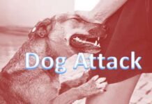 Dog attacks female passenger in Jaipur airport, leg bleeding